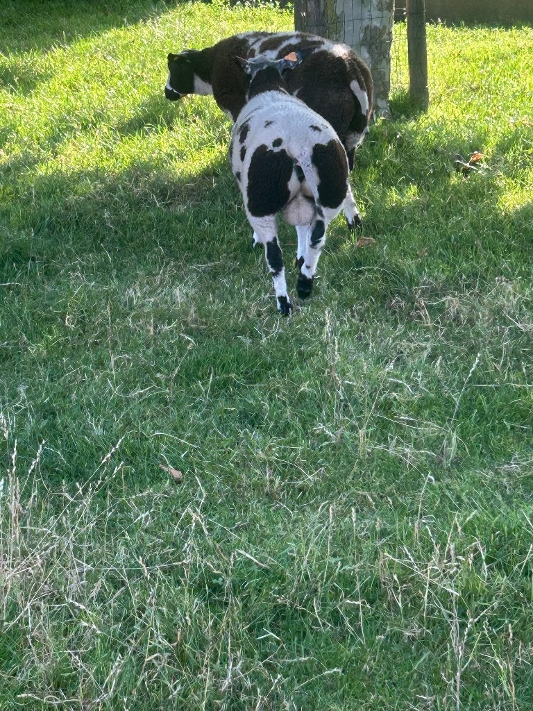 Mooi gevormd baggerbont ramlam, Dieren en Toebehoren, Mannelijk, Schaap, 0 tot 2 jaar