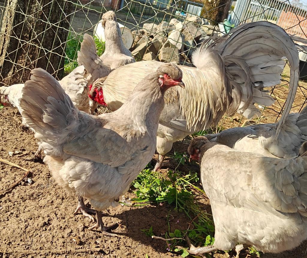 Broedeieren Britse auraucana lavendel, Sexe inconnu, Poule ou poulet