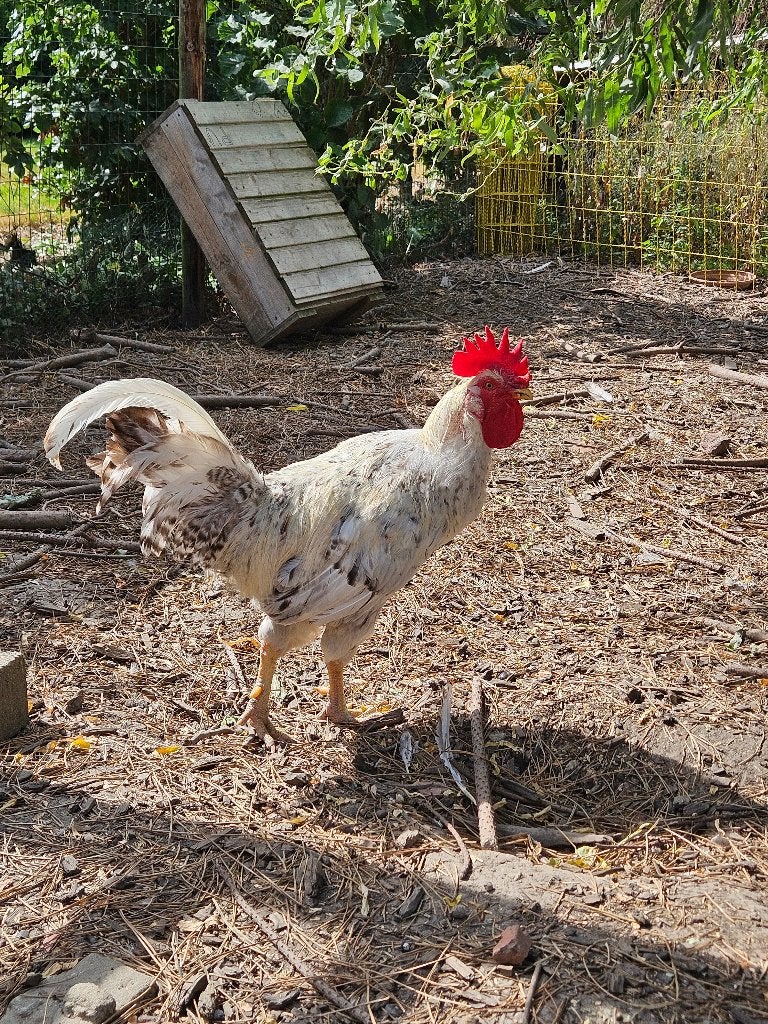 Haan cream legbar, Dieren en Toebehoren, Pluimvee, Mannelijk, Kip