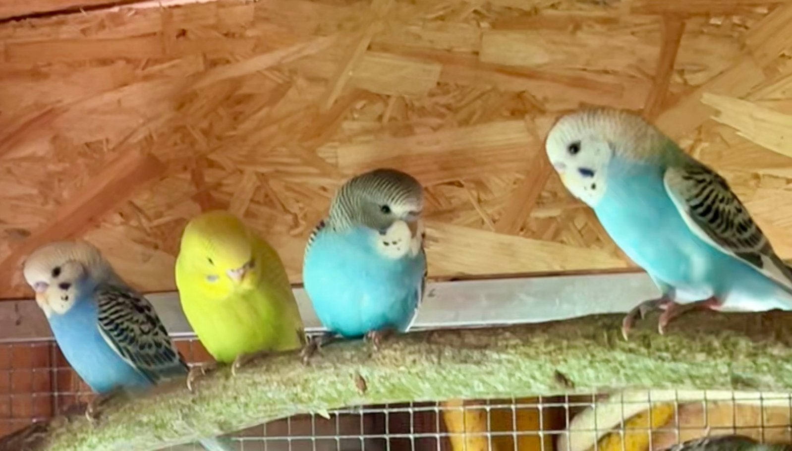 Jonge grasparkieten, Meerdere dieren, Parkiet, Tam