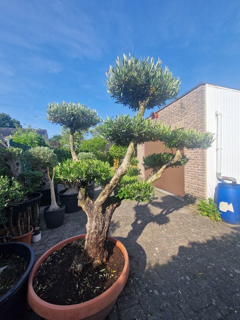 Olijfboom Plato in pot., Tuin en Terras, Planten | Bomen, Ophalen, In pot, Olijfboom