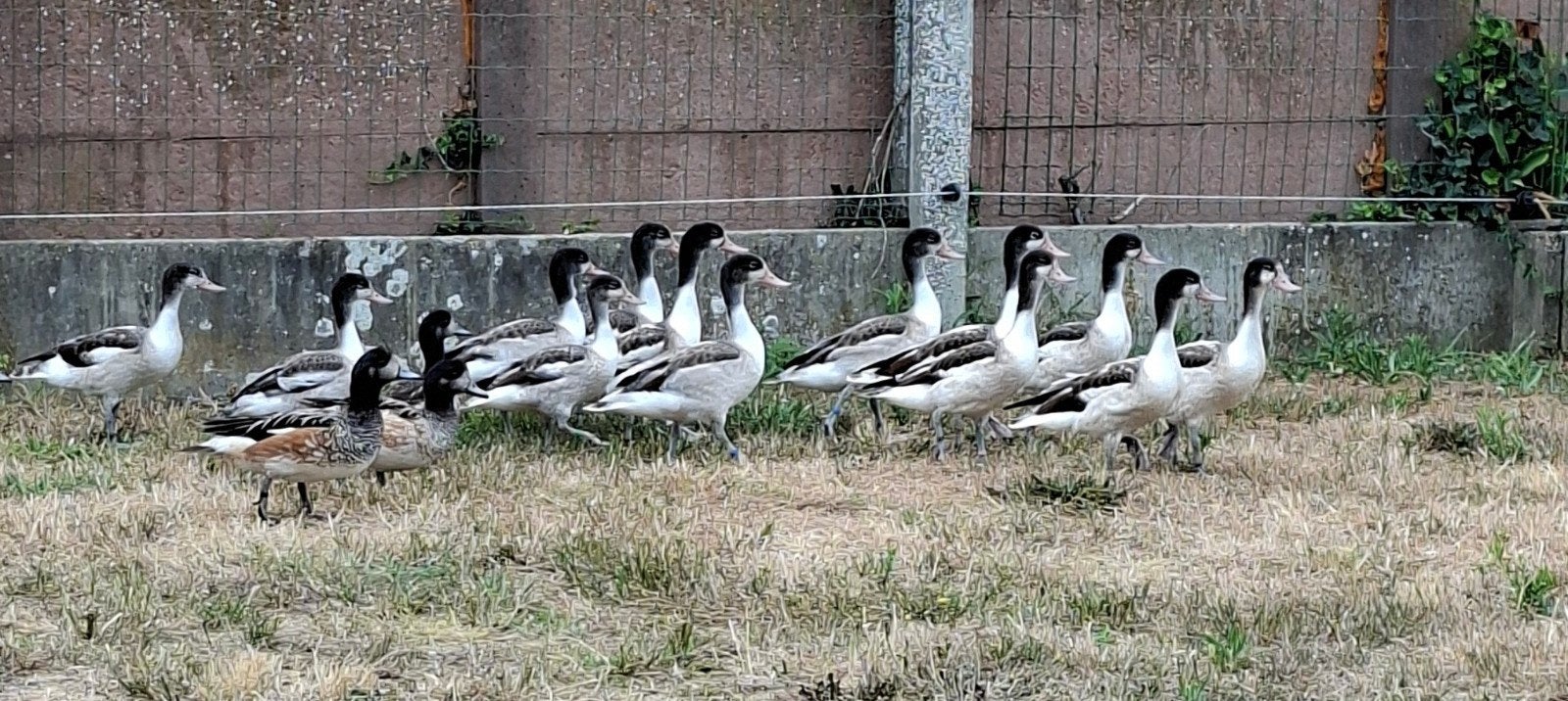 bergeend. bergeenden, Dieren en Toebehoren