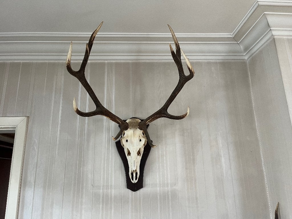 Gewei edelhert op houten schild, Collections, Collections Animaux, Enlèvement, Utilisé, Cerf, Bois ou Tête