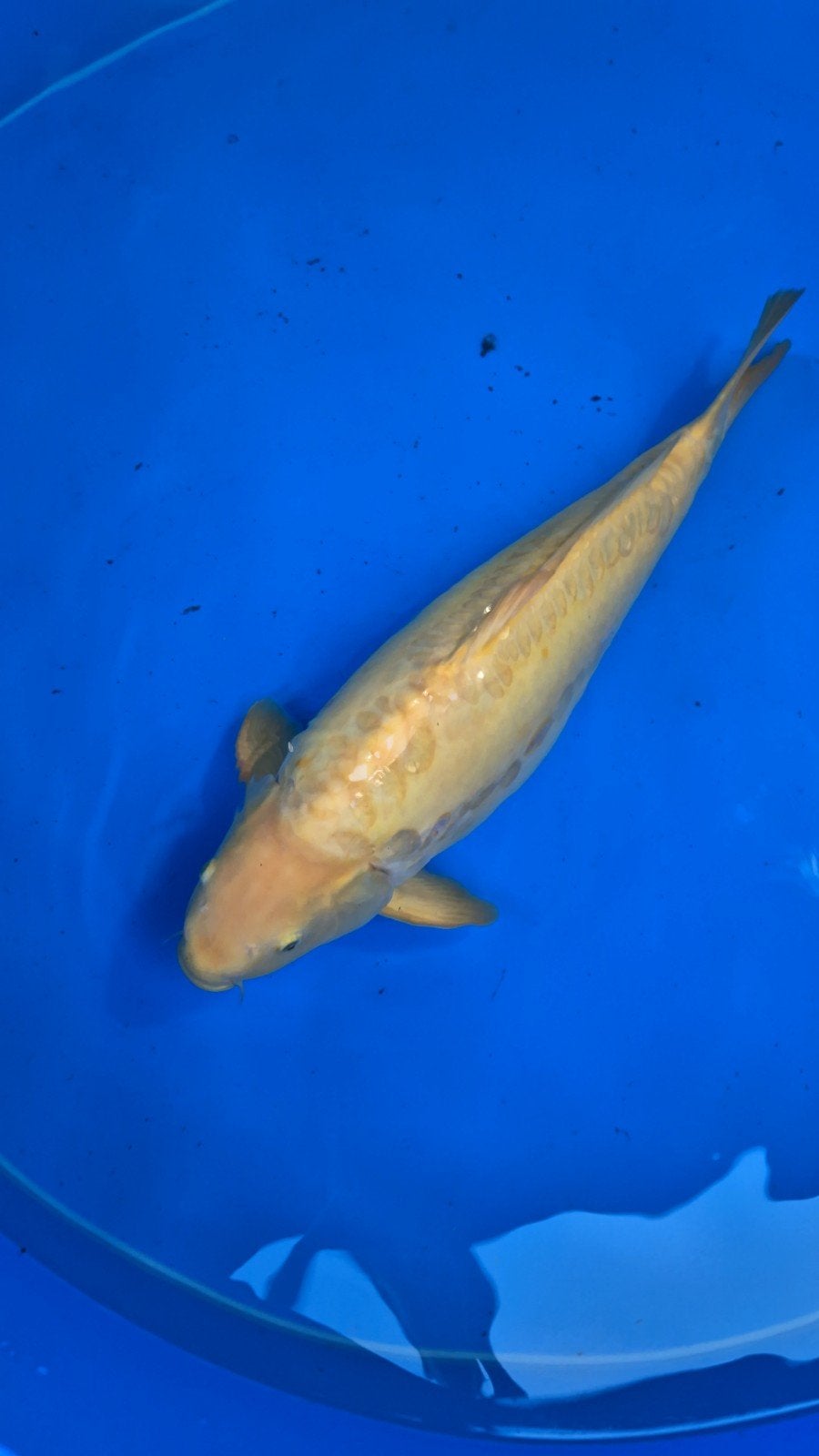 Doitsu karashigoi Konishi 5 jaar, man. 71-72cm, Dieren en Toebehoren, Vissen | Vijvervissen, Karper of Koi
