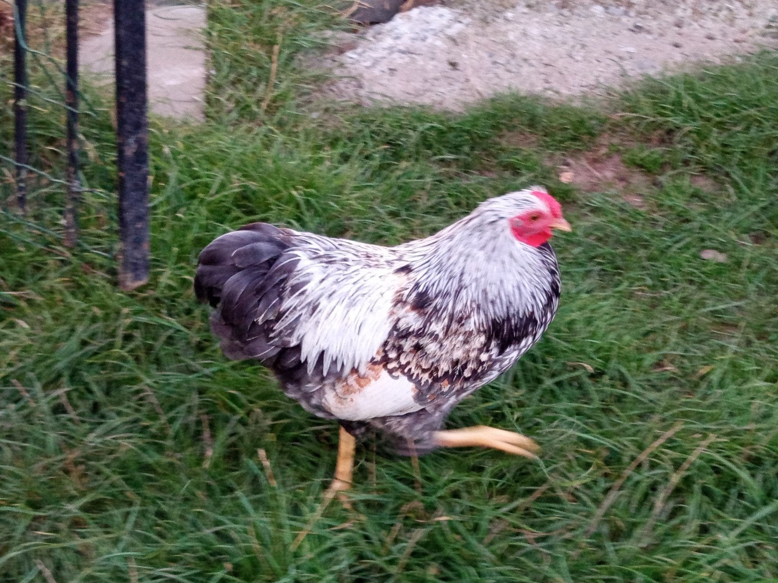 haantje