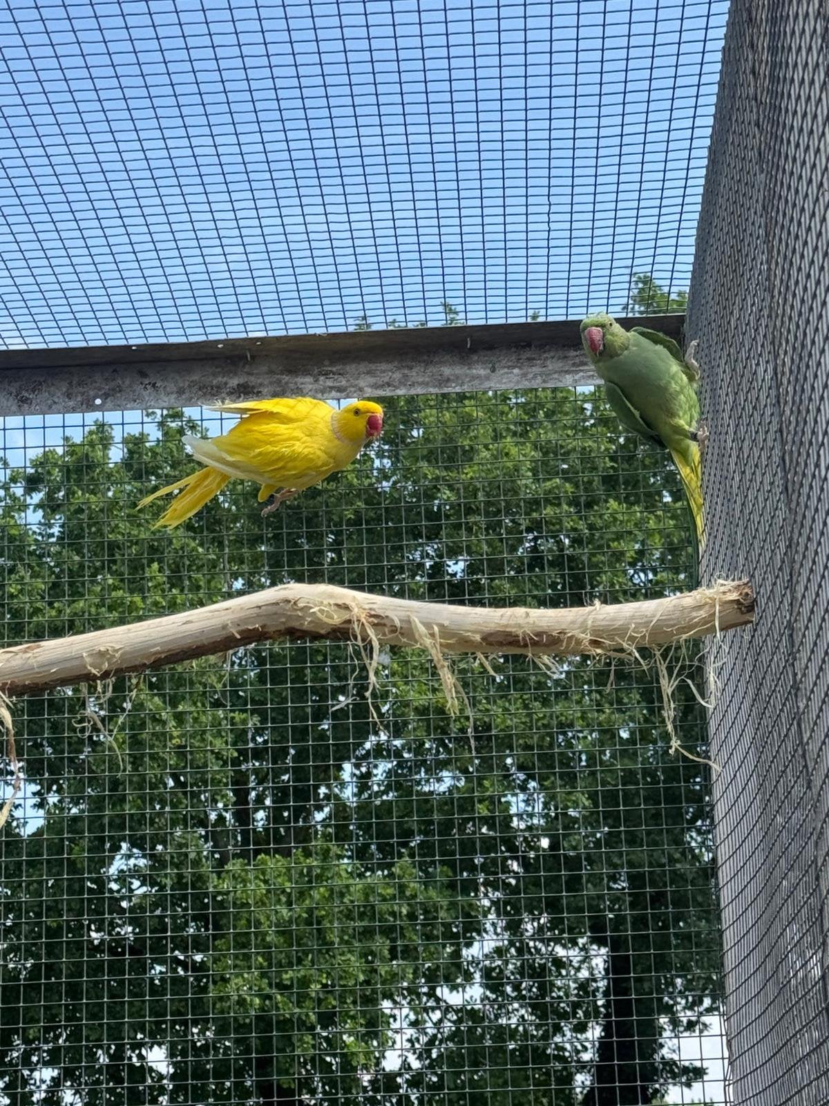 Kweekkoppel halsbanden lutino x split, Dieren en Toebehoren, Vogels | Parkieten en Papegaaien, Geringd