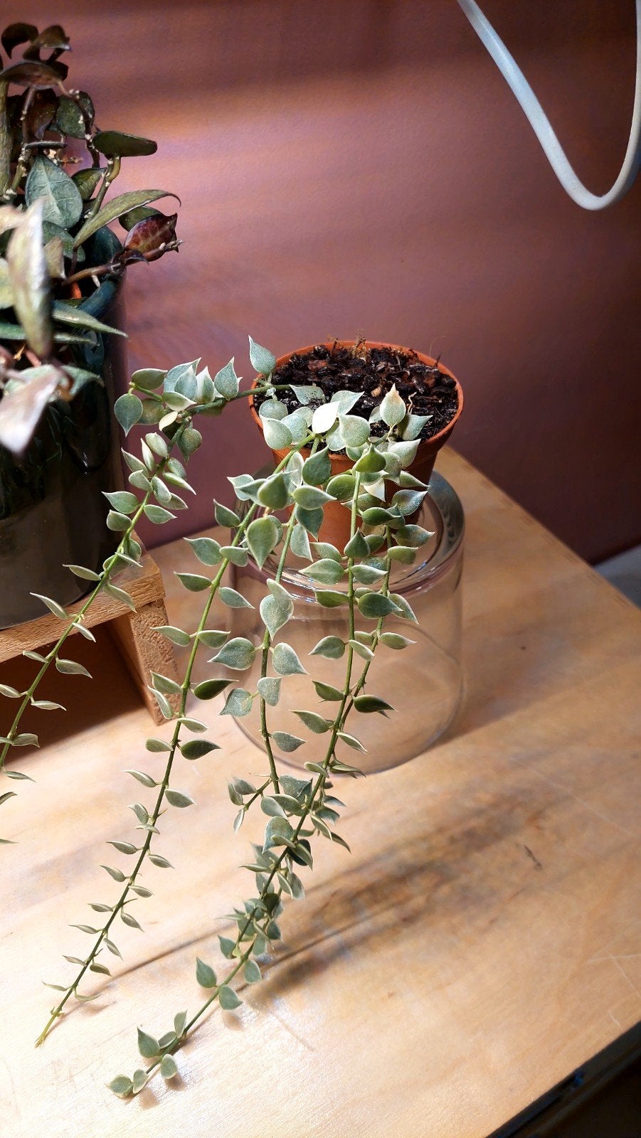 Dischidia ruscifolia variegata, Enlèvement ou Envoi