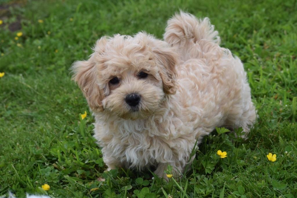 Chiots Maltipoo : choisissez votre couleur, Animaux & Accessoires, 15 semaines à 1 an, Étranger, Petit, Hépatite contagieuse (maladie de Rubarth)