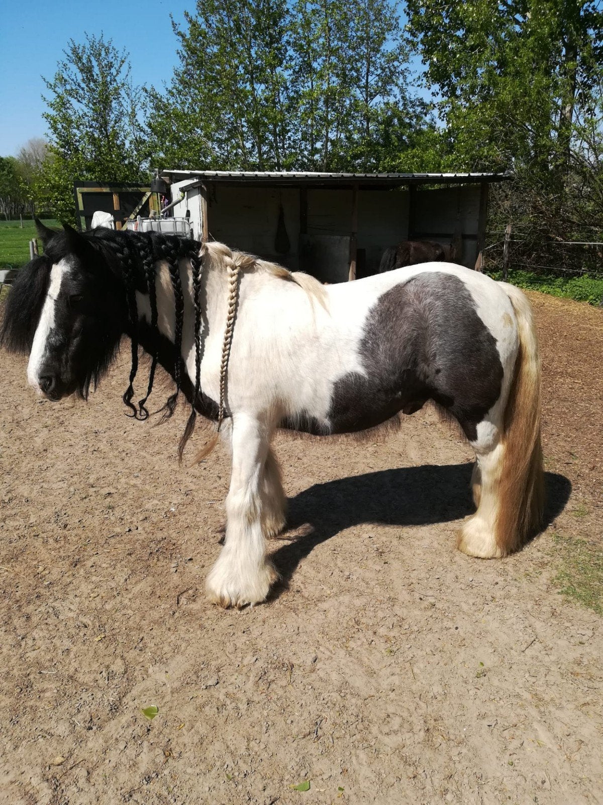 kleinere maat tinkertje zoekt een goede thuis, Poney C (1.27 m à 1.37m), 11 ans ou plus, Hongre, Poney de récréation