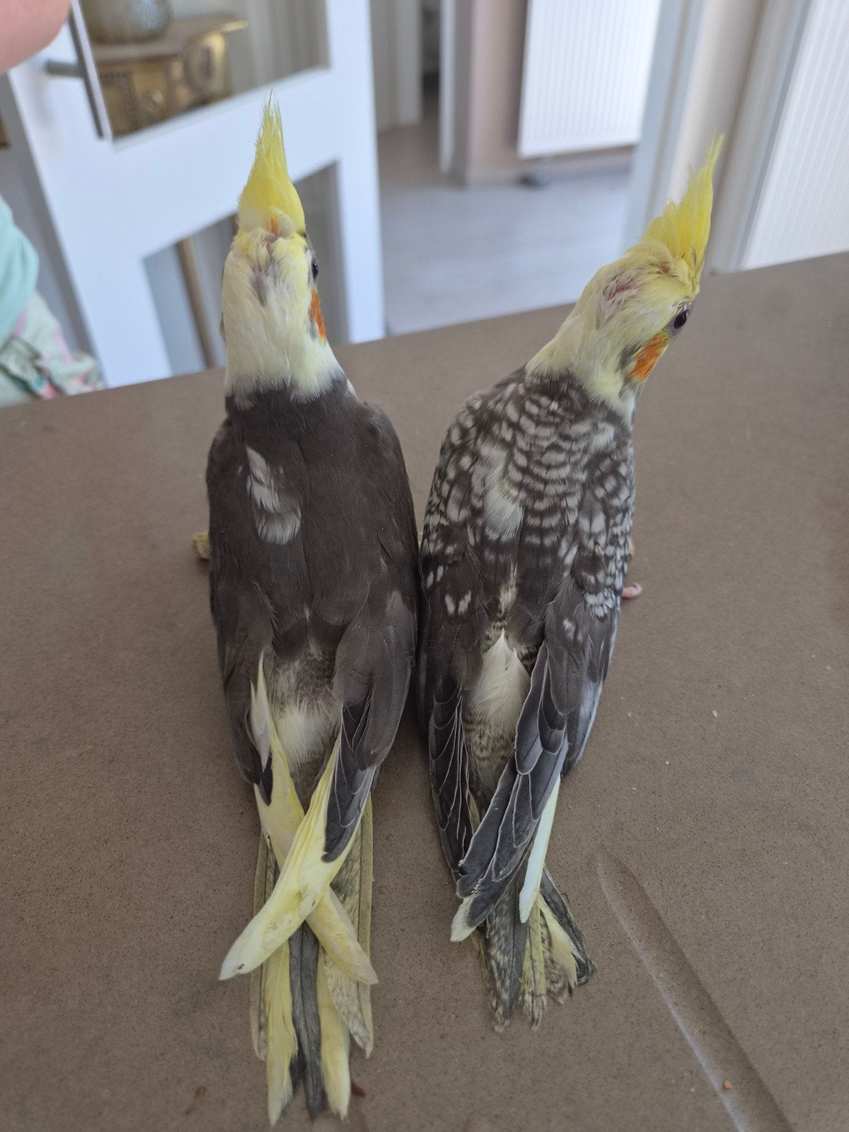 2 handtamme valkparkieten, Dieren en Toebehoren, Vogels | Parkieten en Papegaaien
