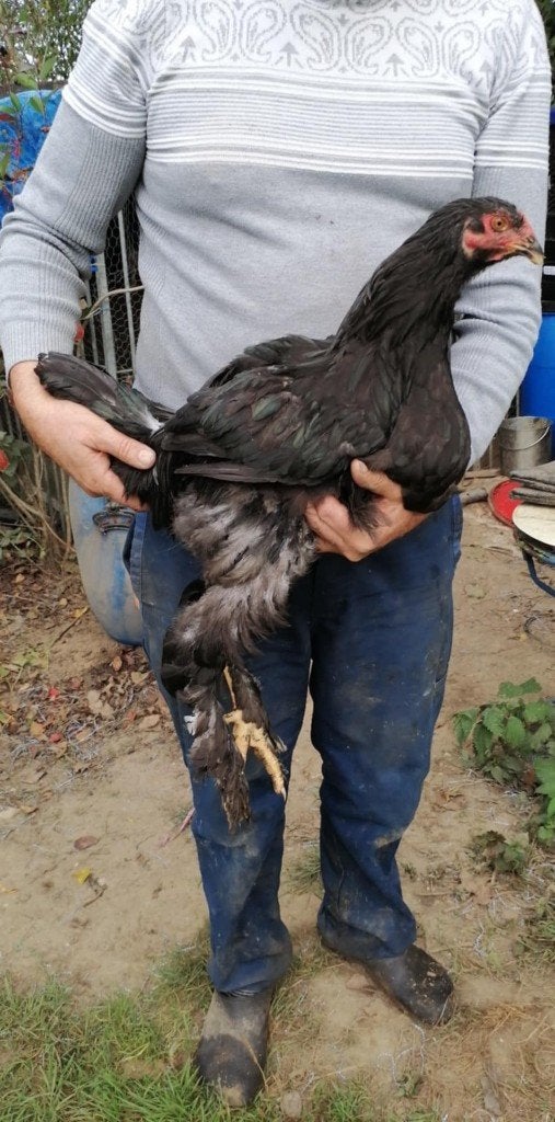 brahma haan, Dieren en Toebehoren, Mannelijk, Kip
