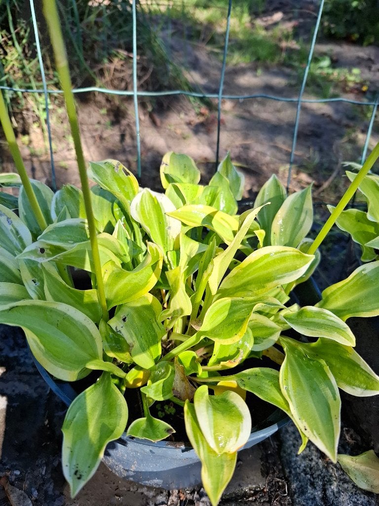 mini hosta, Tuin en Terras, Ophalen, Zomer, Vaste plant, Overige soorten