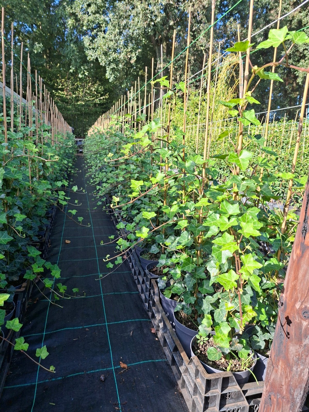 Hélice Hedera, Jardin & Terrasse, Enlèvement