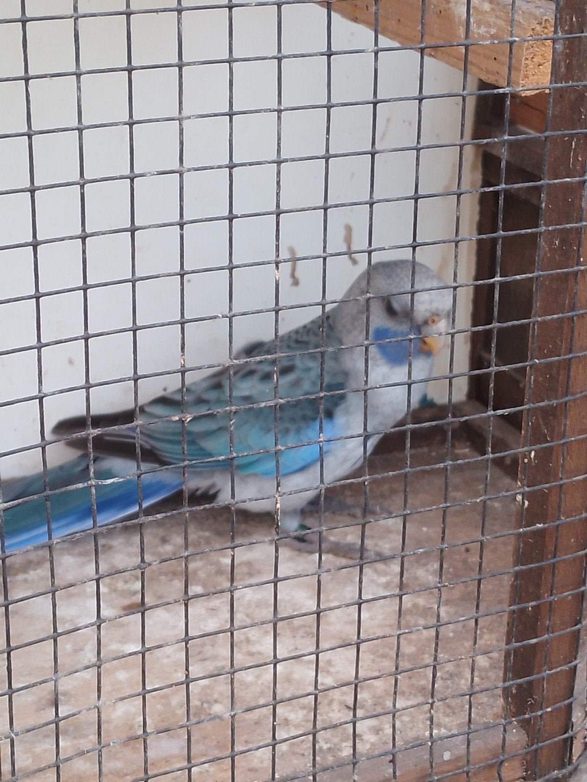 blauwe pennant man, Dieren en Toebehoren, Geringd