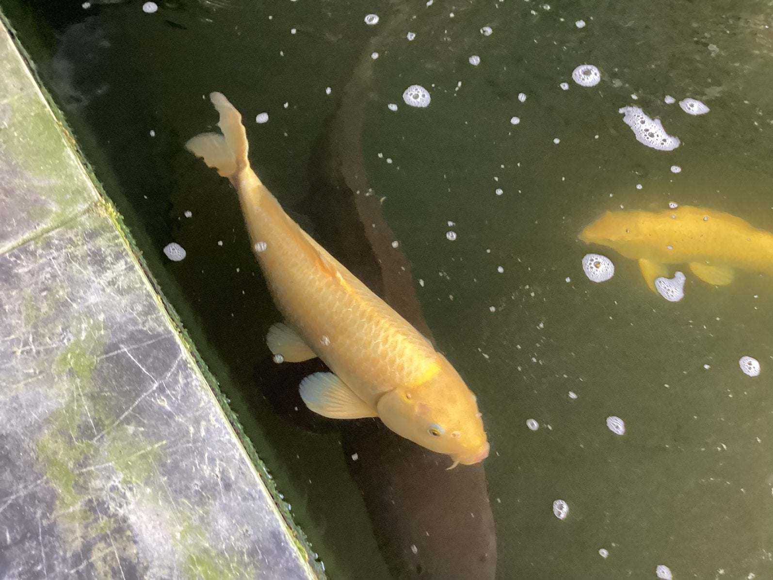 Japanse koi boven de 50cm, Karper of Koi