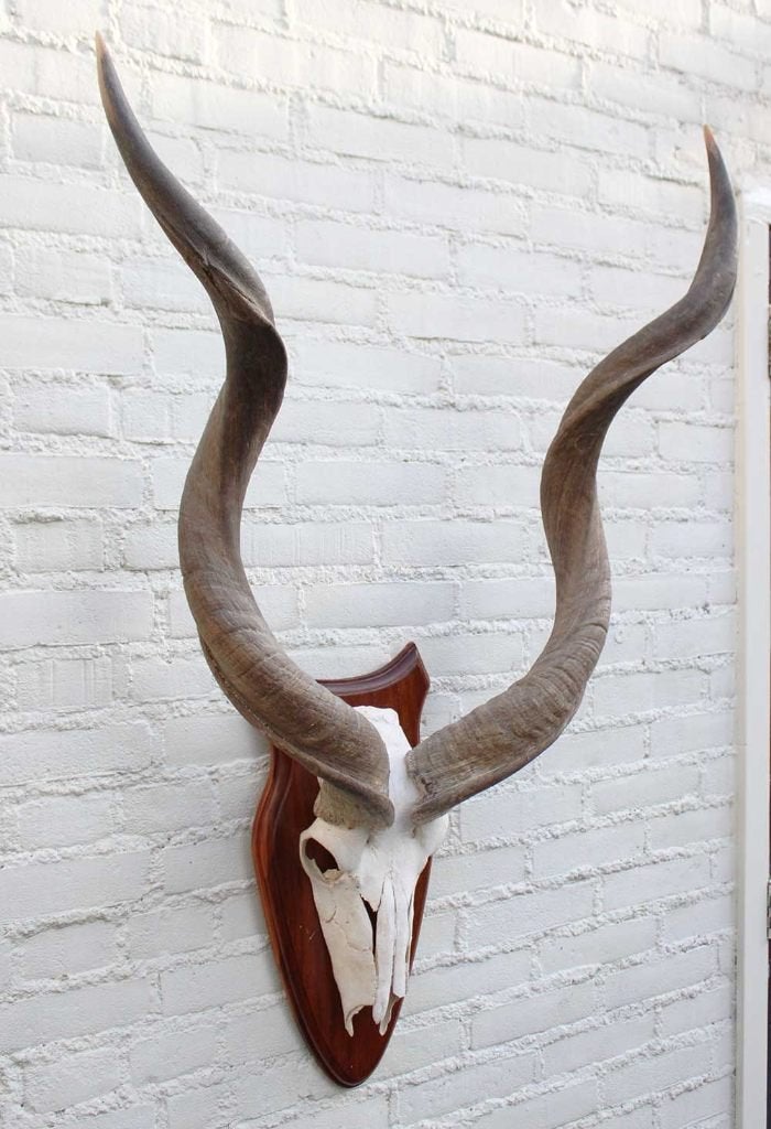 Grote schedel KUDU ANTILOPE op houten schild (ref. B), Verzamelen, Dierenverzamelingen, Ophalen of Verzenden, Gebruikt, Wild dier