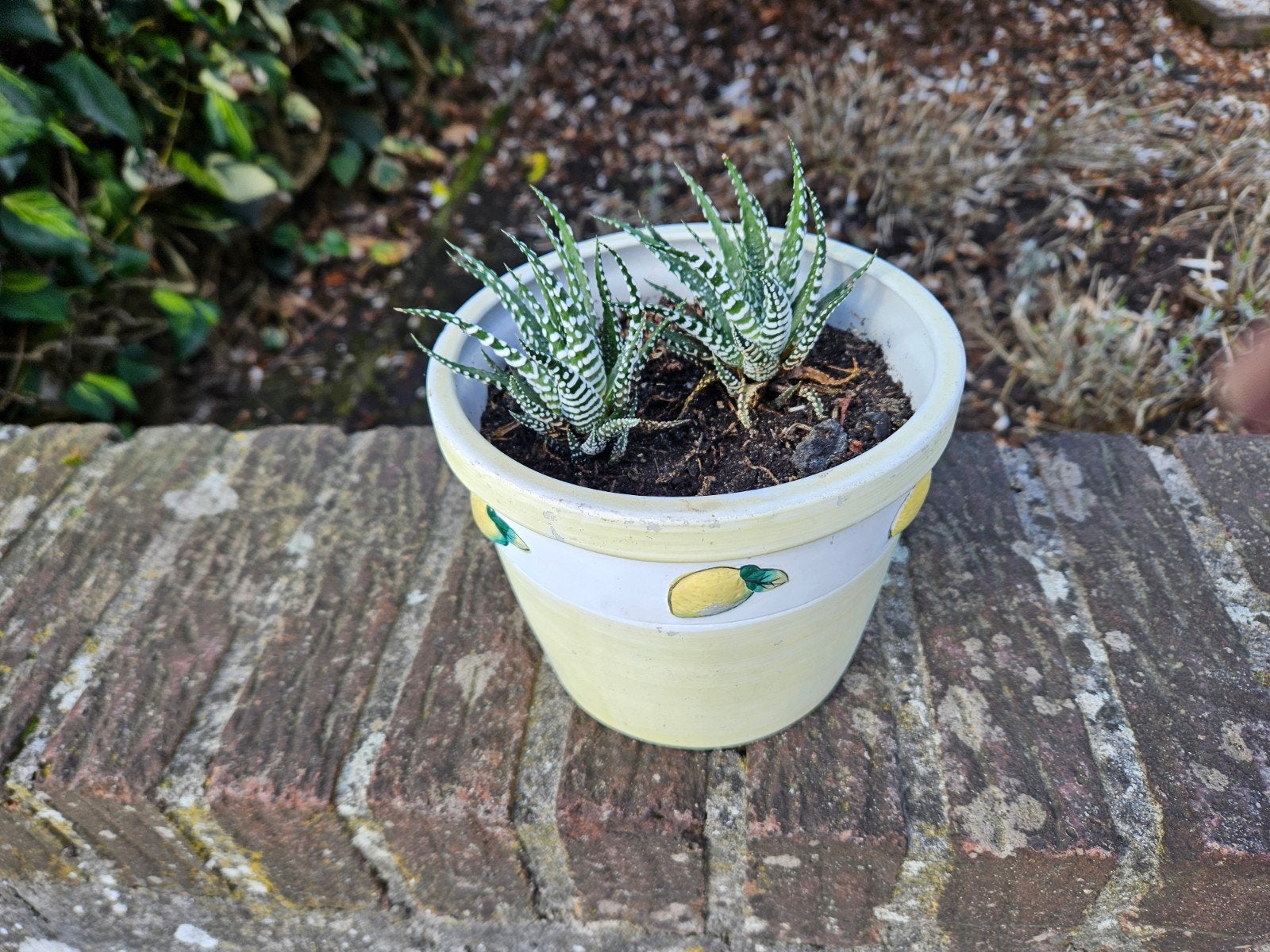 Zebra cactussen in fleurig potje, Tuin en Terras, Ophalen