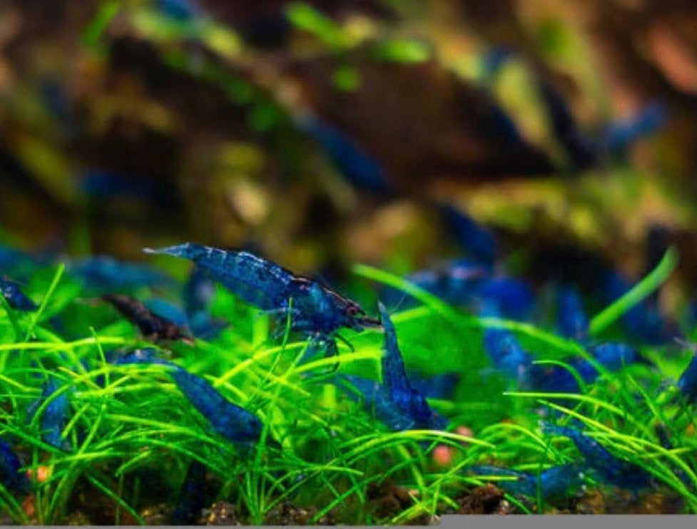 Blauwe garnalen