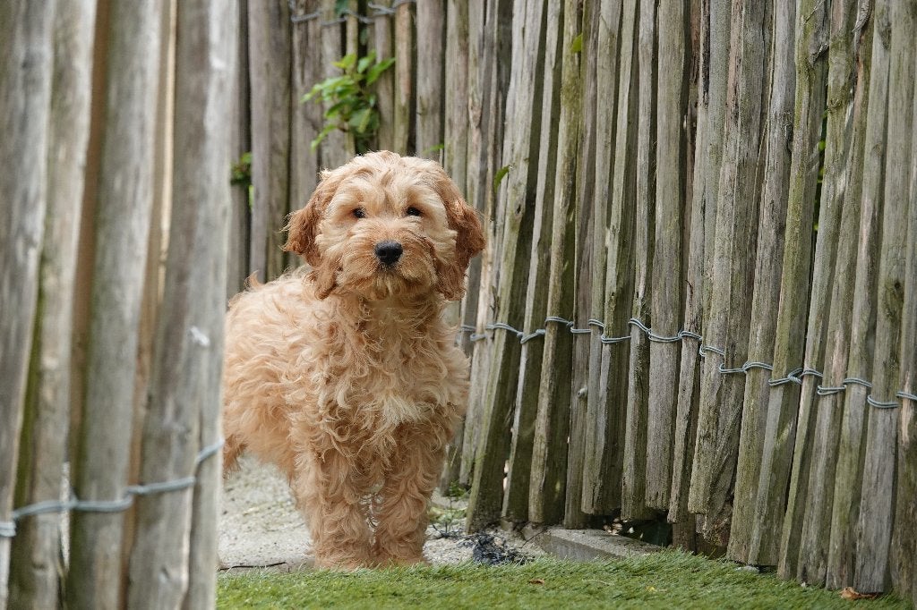 Superbes chiots Cockapoo abricot (100% Belges), Autres races, Plusieurs, Hépatite contagieuse (maladie de Rubarth), Belgique