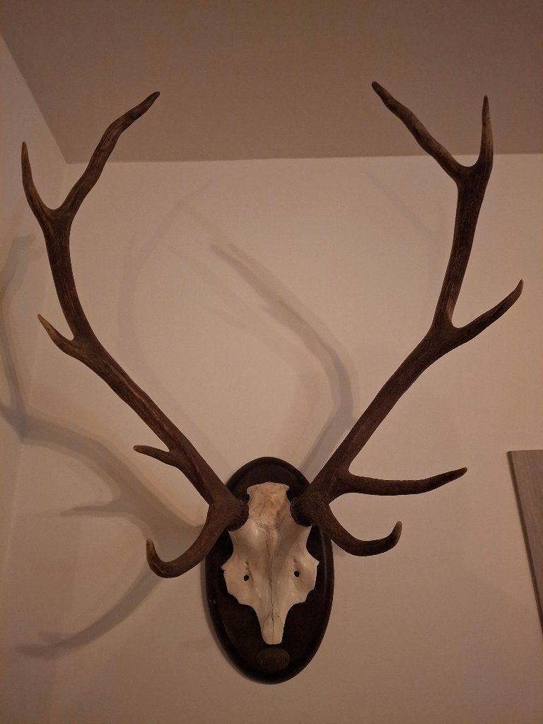 Gewei edelhert, Enlèvement, Comme neuf, Cerf, Bois ou Tête