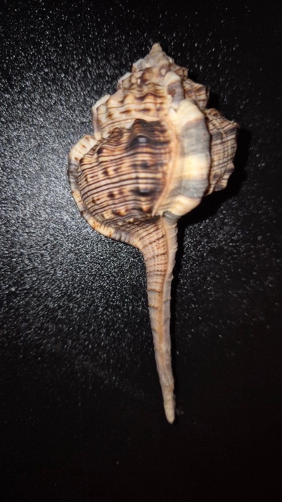 Haustellum haustellum 114,5m  Philipijnen "schelp", Verzamelen, Dierenverzamelingen, Ophalen of Verzenden, Zo goed als nieuw, Overige soorten