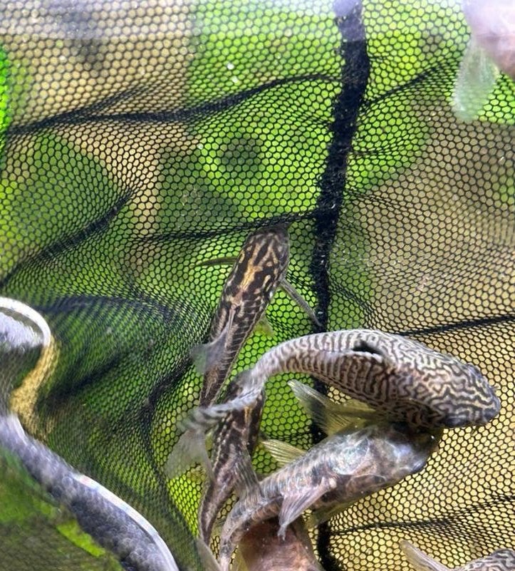 corydoras, Dieren en Toebehoren