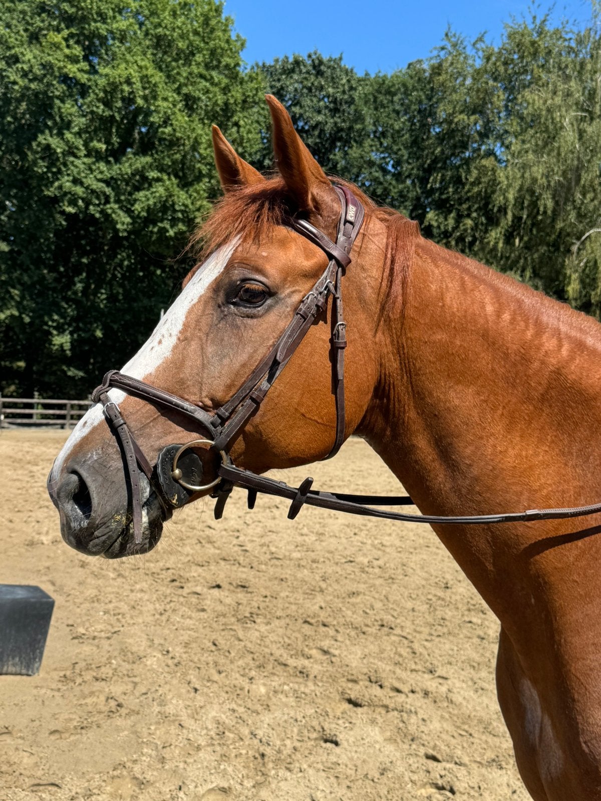 Te koop. 7 jarige Merrie Nixon x Diabeau, Dieren en Toebehoren, Merrie, Springpaard, L, 7 tot 10 jaar