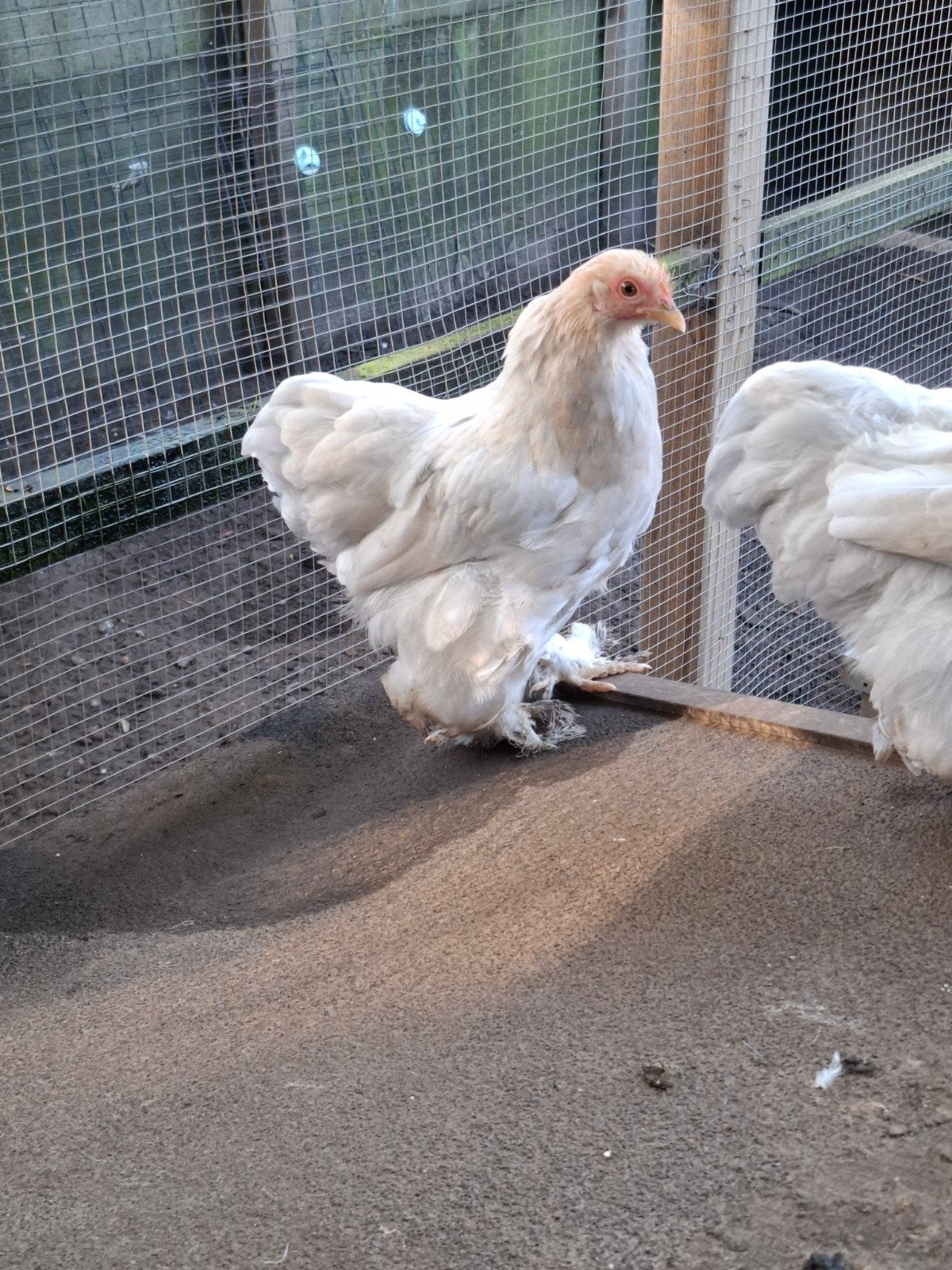 3 cochin hennen, Dieren en Toebehoren, Vrouwelijk, Kip