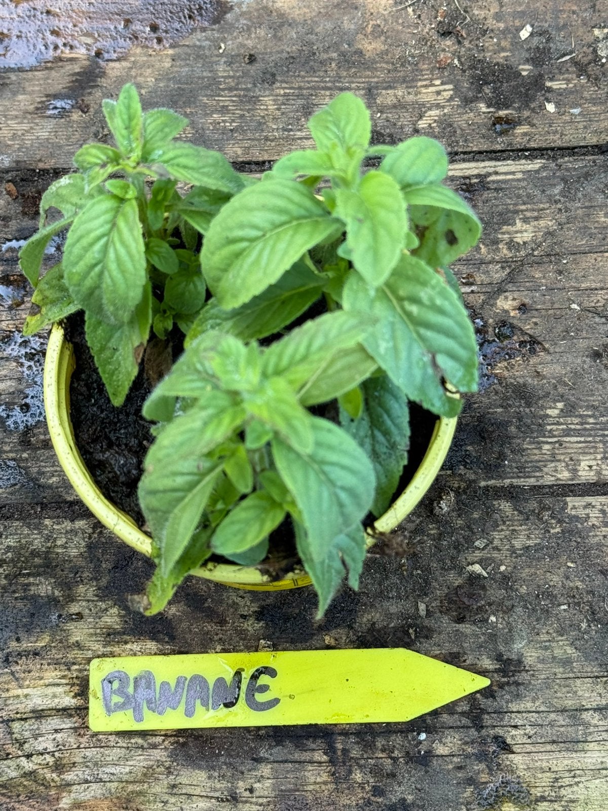 Lot de 12 Menthes différentes, Tuin en Terras, Planten | Tuinplanten, Ophalen, Vaste plant, Kruiden
