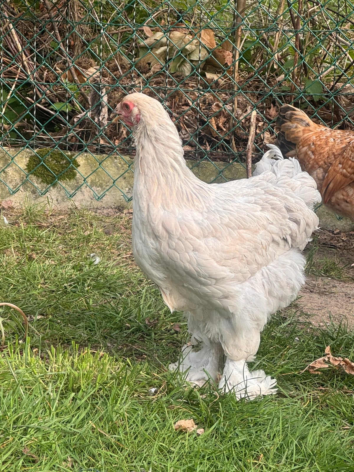 Brahma hen, Vrouwelijk, Kip