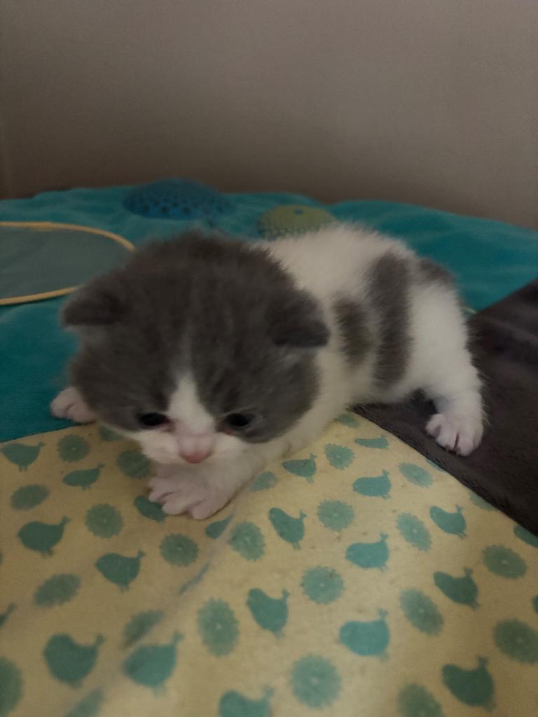 Brits korthaar kittens ️, Dieren en Toebehoren, Meerdere dieren, Gechipt, 0 tot 2 jaar