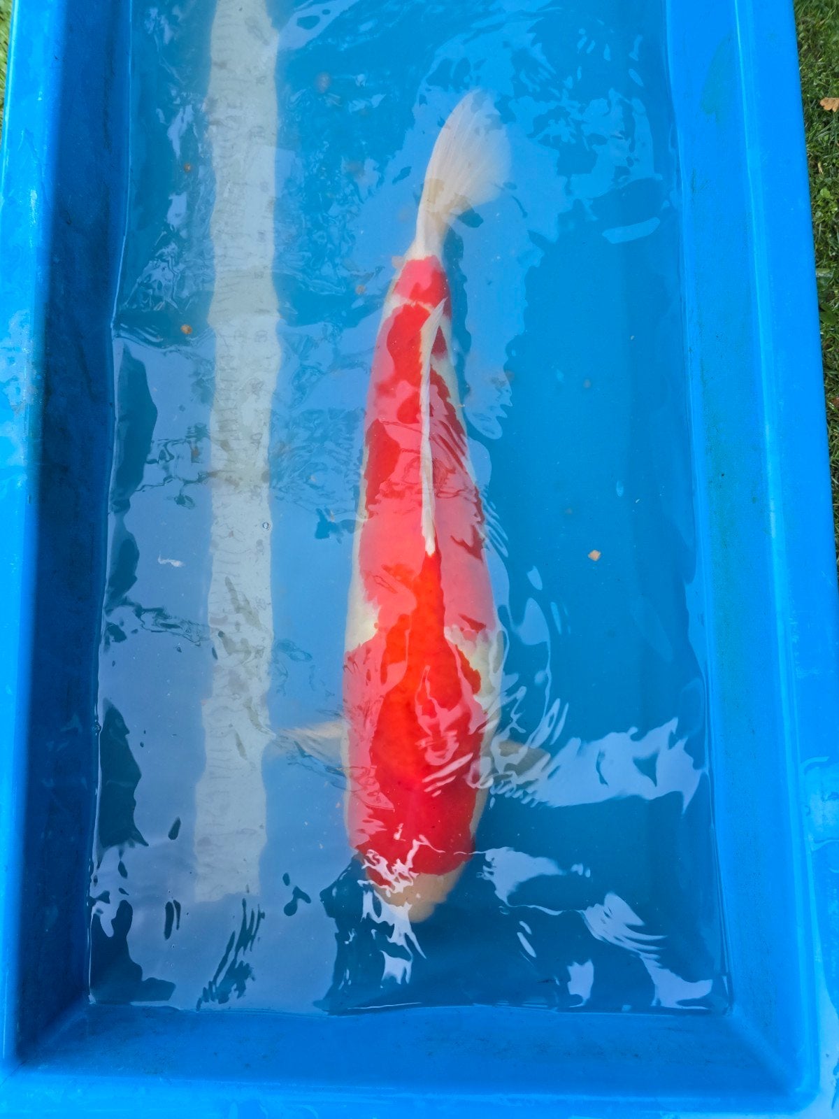 Matsue Kohaku 70-75cm, zeer mooi!, Dieren en Toebehoren, Vissen | Vijvervissen
