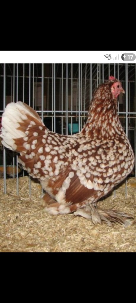 Gezocht broedeieren, Meerdere dieren, Kip