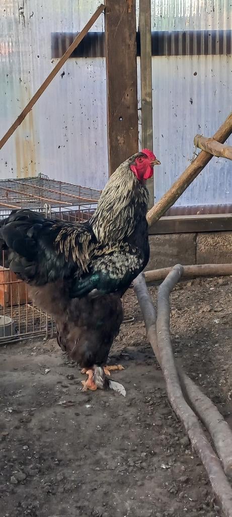 Jeune coq Brahma, Mâle, Poule ou poulet
