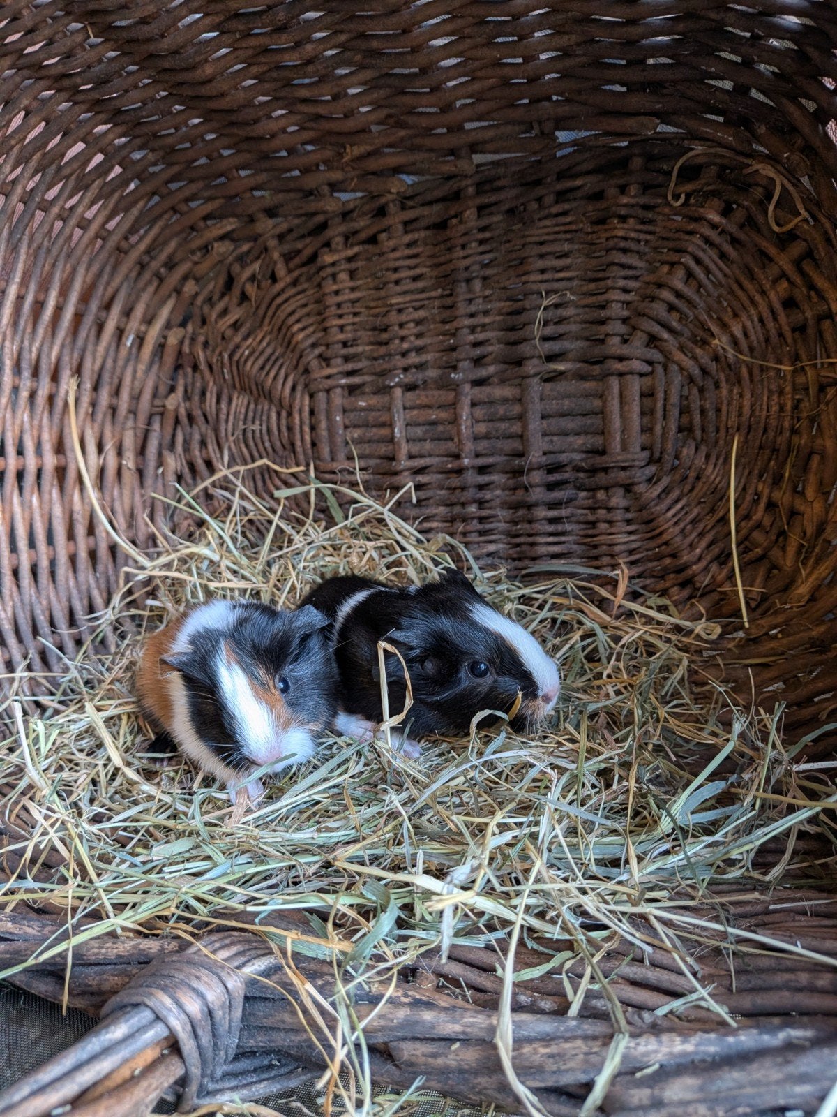2 cavia zusjes, Dieren en Toebehoren, Oktober, Cavia