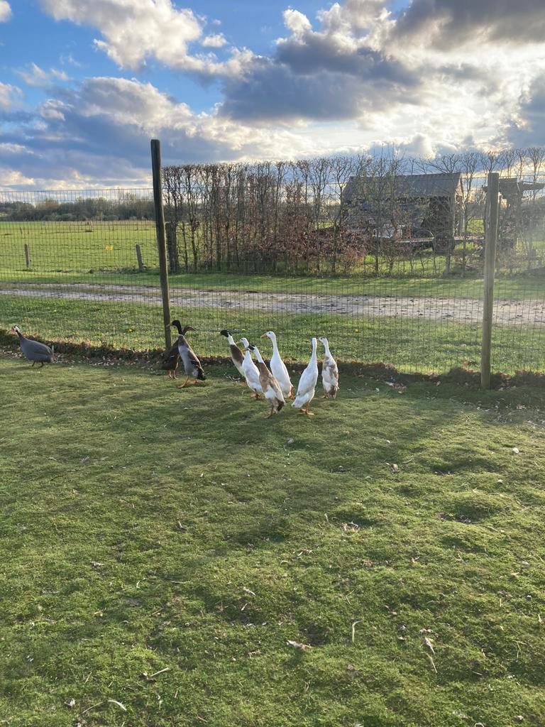 Loopeenden, Dieren en Toebehoren