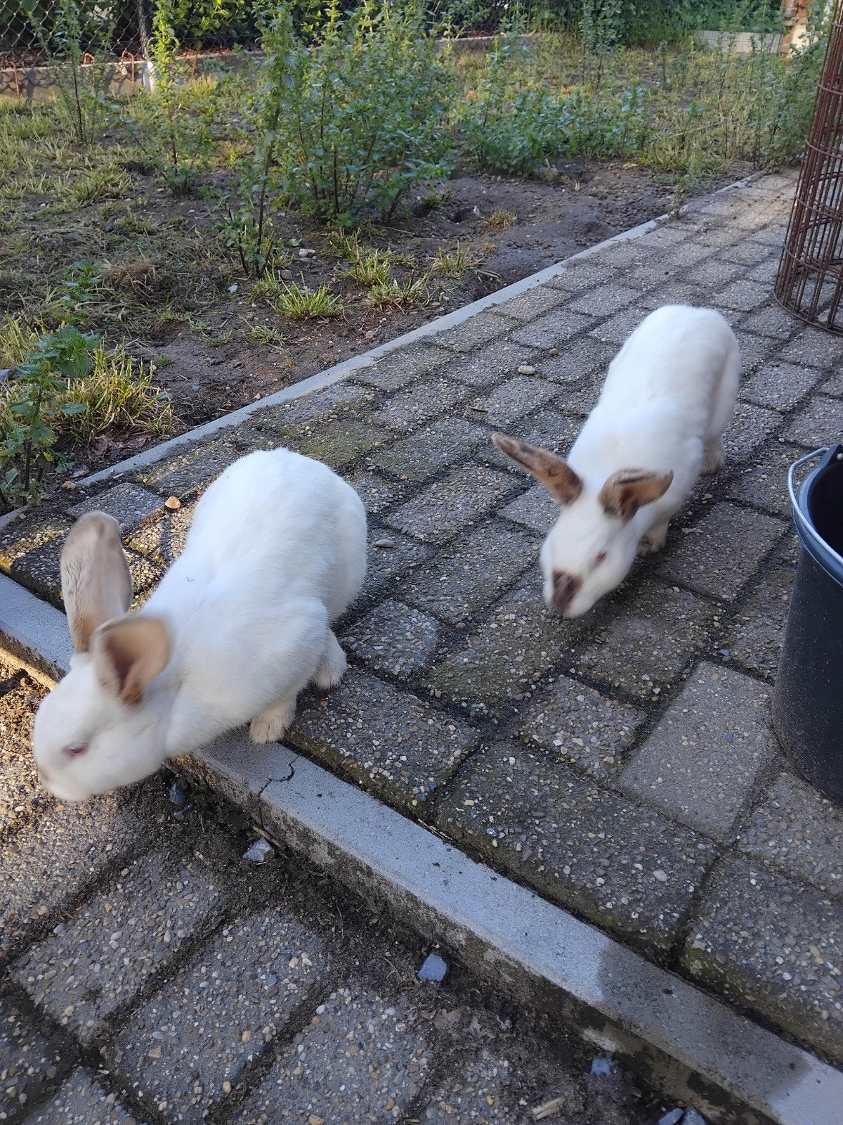 2 mâles de lapins, Animaux & Accessoires