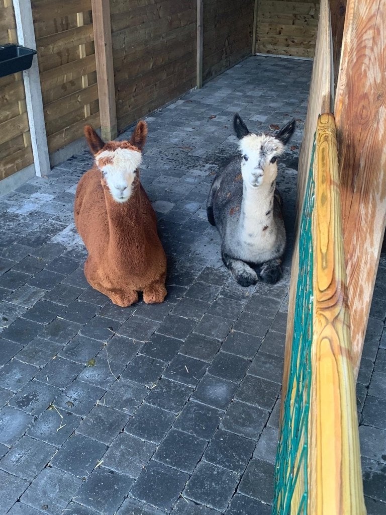 3 alpaca ruinen, Dieren en Toebehoren, Schapen, Geiten en Varkens, 3 tot 5 jaar
