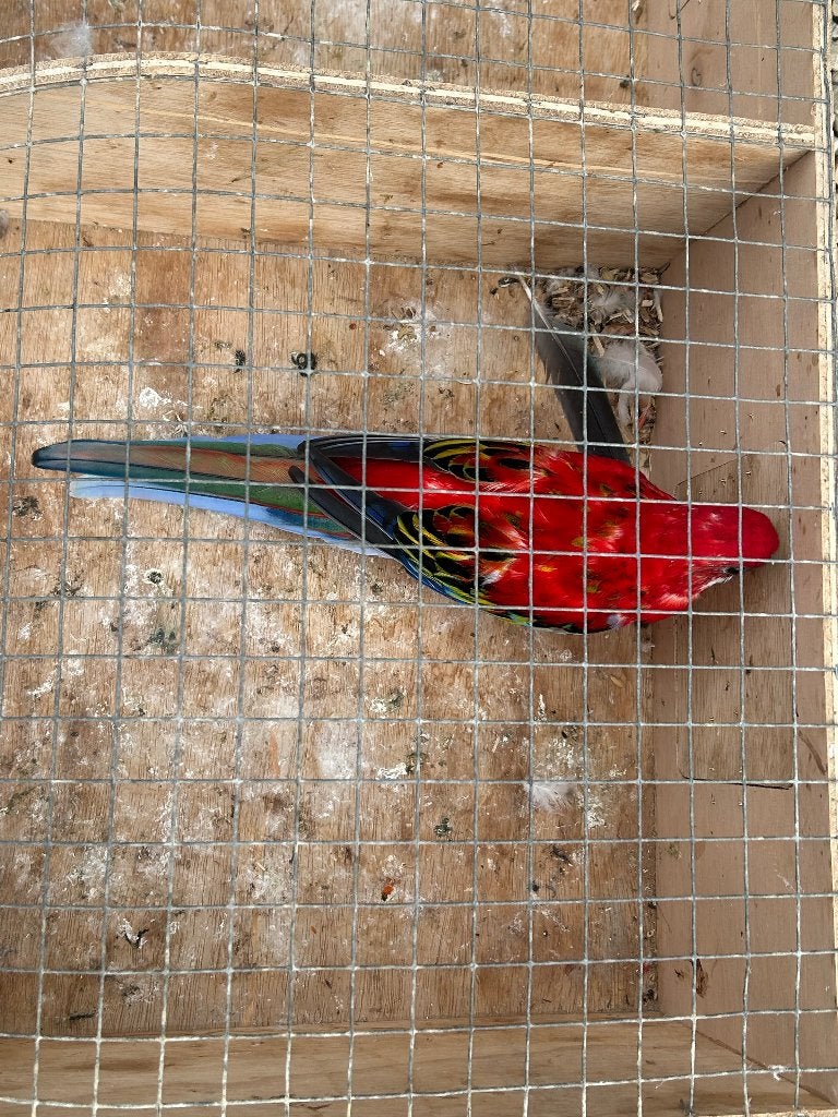 Opaline Rosela split Blauw, Dieren en Toebehoren, Mannelijk, Parkiet, Geringd