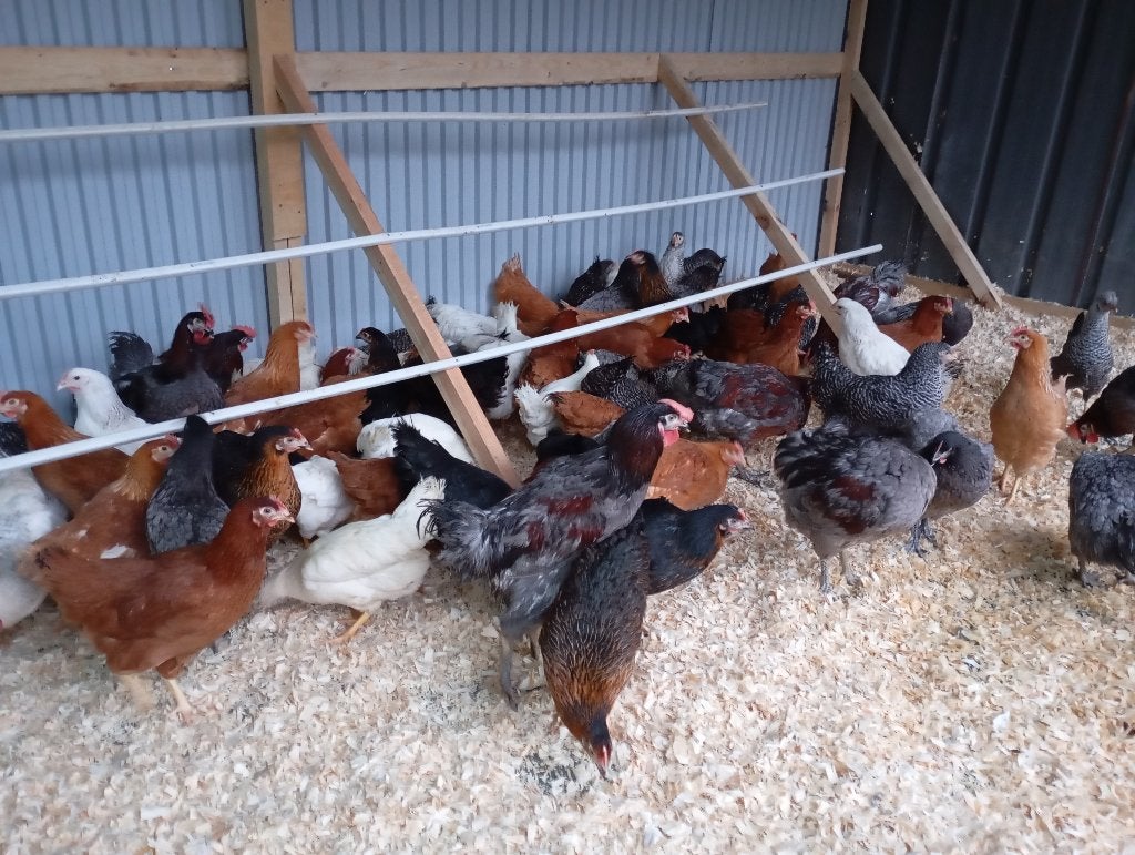 jonge legkippen, Dieren en Toebehoren, Meerdere dieren, Kip