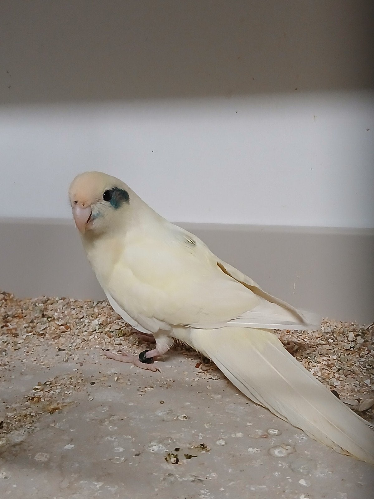 Kakariki femelle crème/fallow 2026, Femelle, Perruche, Bagué