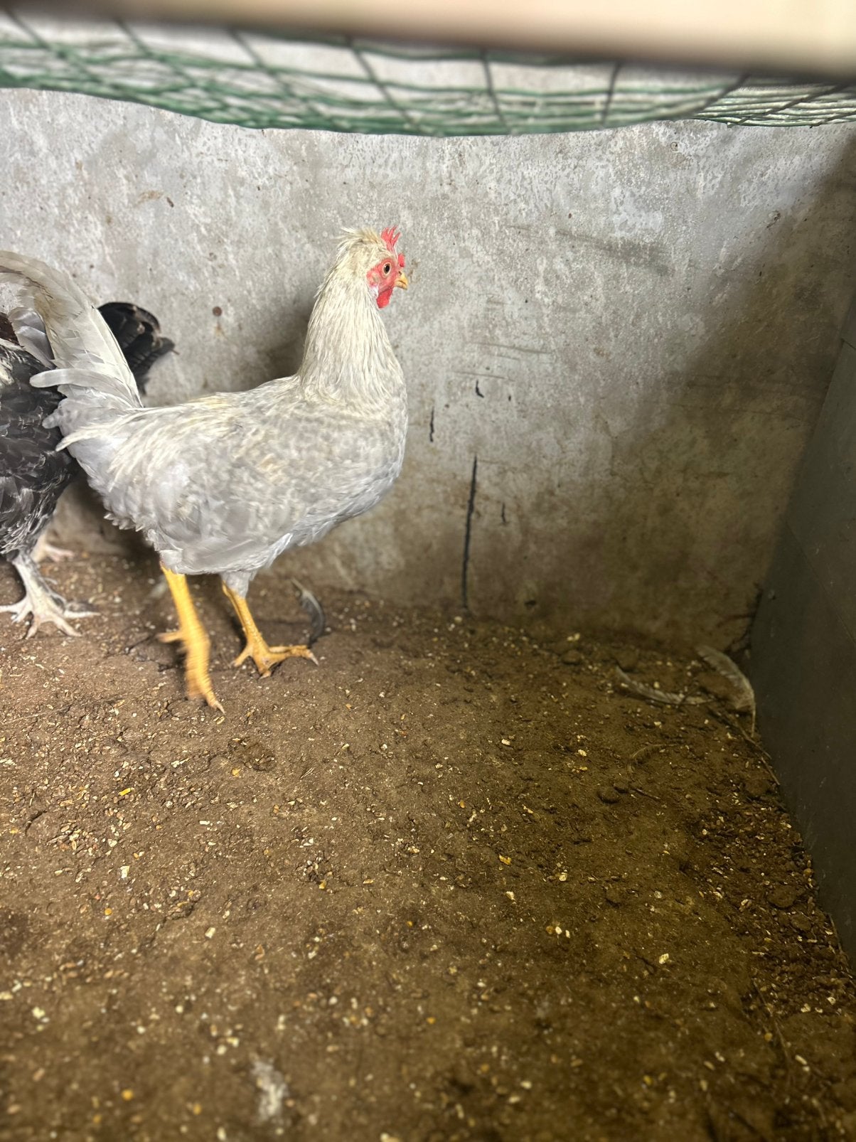 Opal legbar haan, Dieren en Toebehoren, Mannelijk, Kip