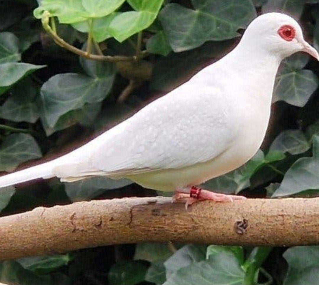 koppel witte diamantduifjes, uit buitenvoliere, Dieren en Toebehoren, Vogels | Overige Vogels