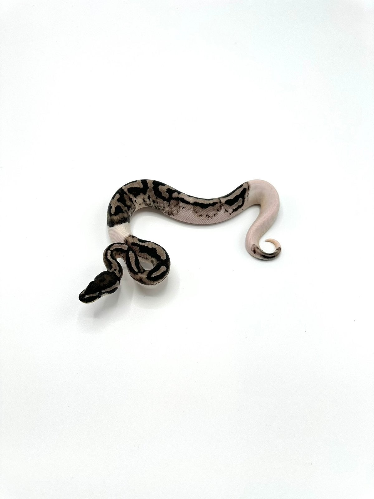 Diverse Python regius - koningspythons Ball Python photo 22
