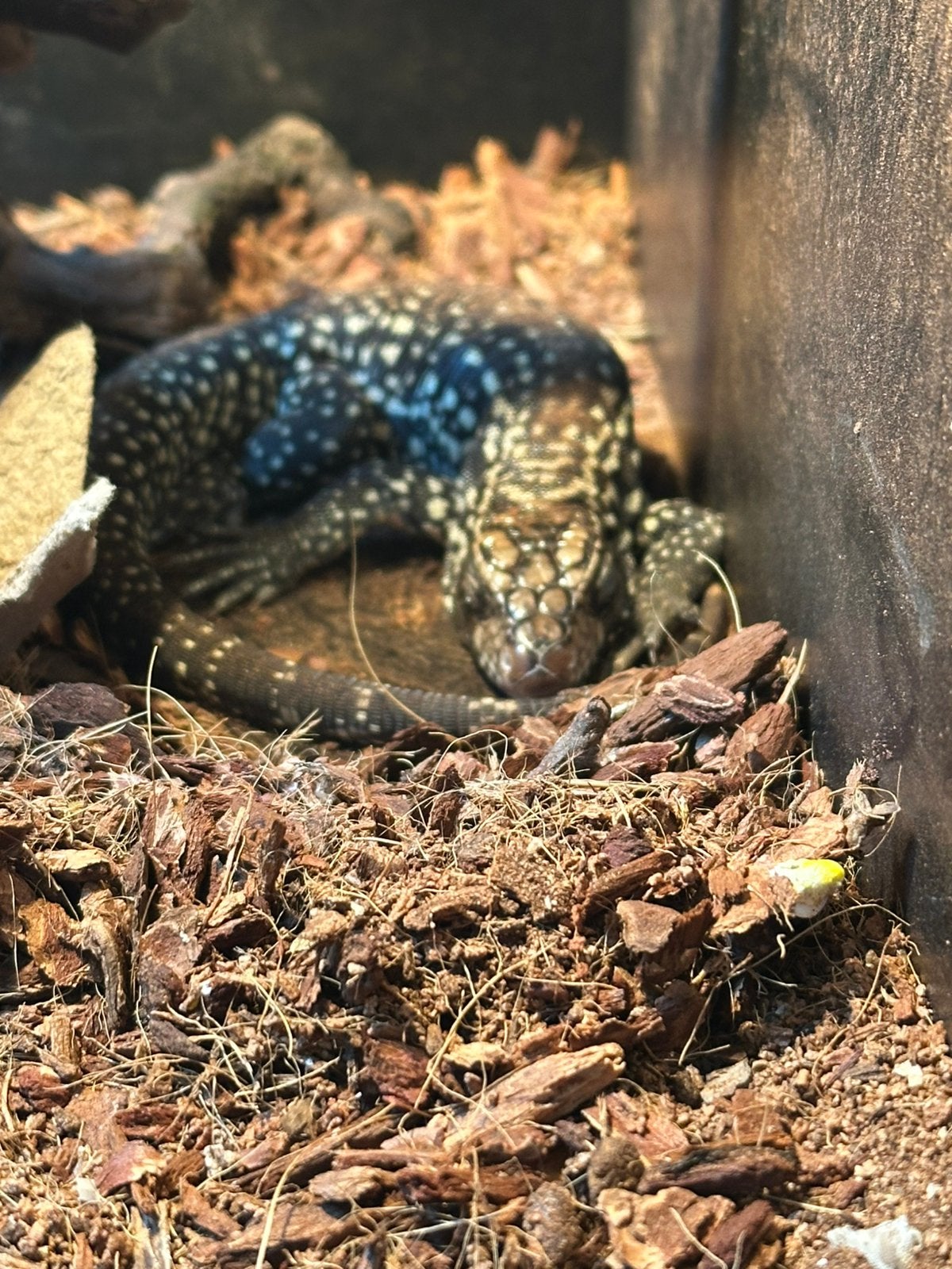 Tegu vrouw 6 maanden