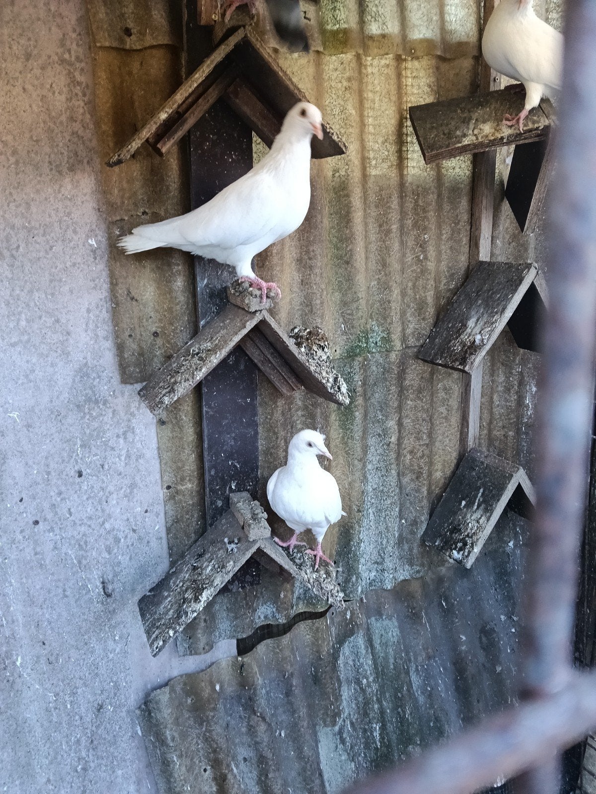 witte reisduiven