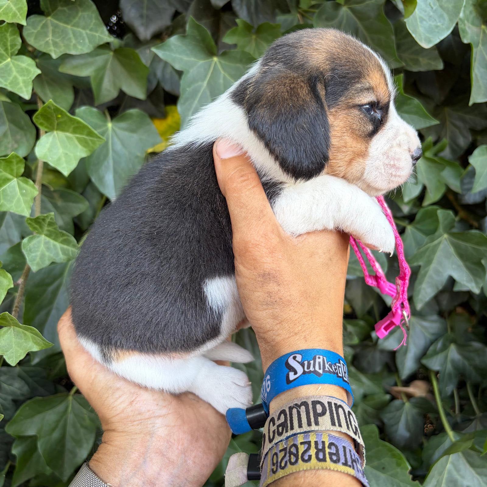 Ondeugende beagle pups, België, Beagle, Reu, 8 tot 15 weken