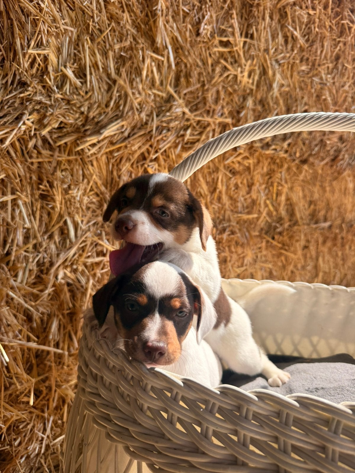 Boerenfoxen pups, Parvovirose, Autres races, Plusieurs, Belgique