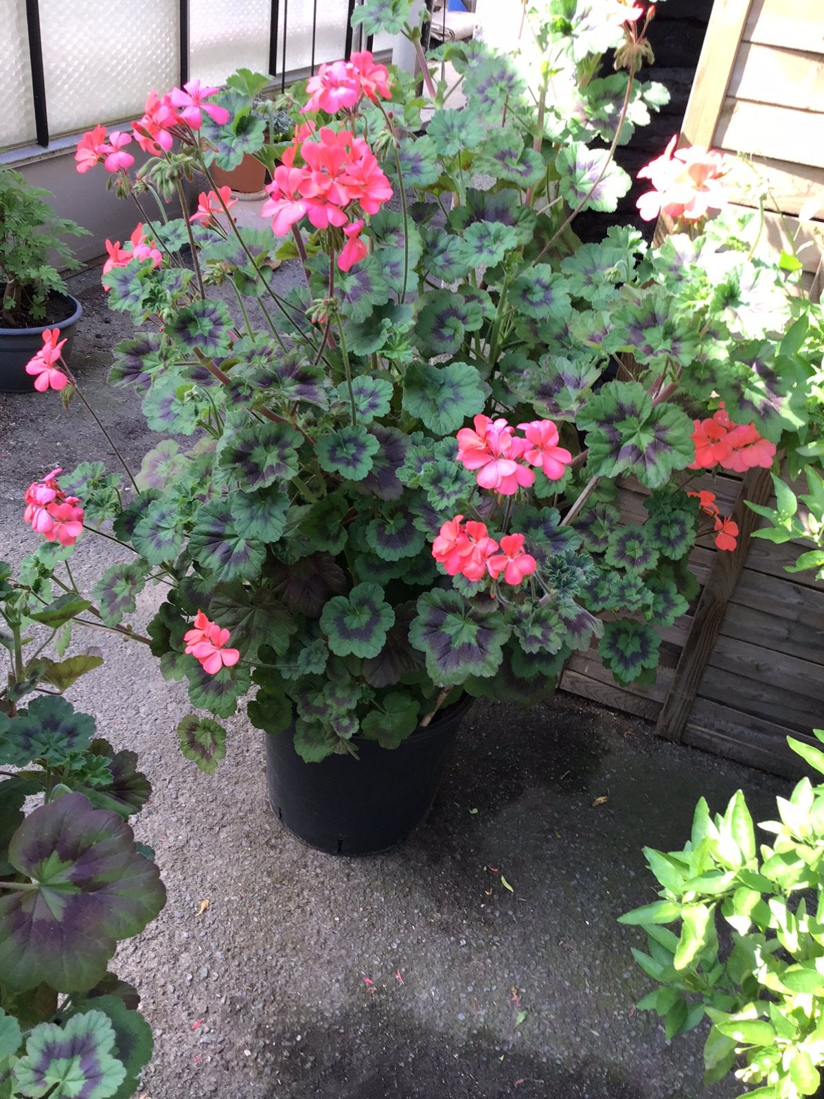 Geraniums te koop, Ophalen, 70 cm of meer