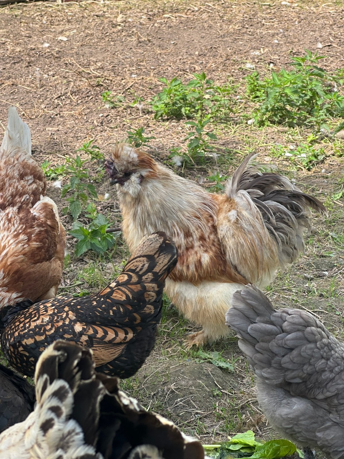 Lieve zijdehoen haan, Dieren en Toebehoren
